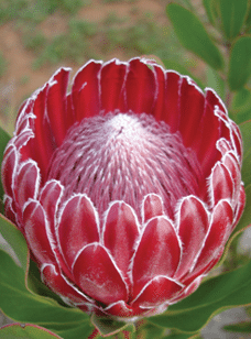 Cutflower, Erica, Leucadendron, Leucospermum, Protea