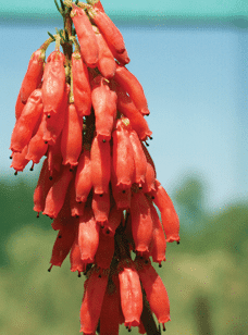 Cutflower, Erica, Leucadendron, Leucospermum, Protea