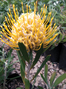 Cutflower, Erica, Leucadendron, Leucospermum, Protea
